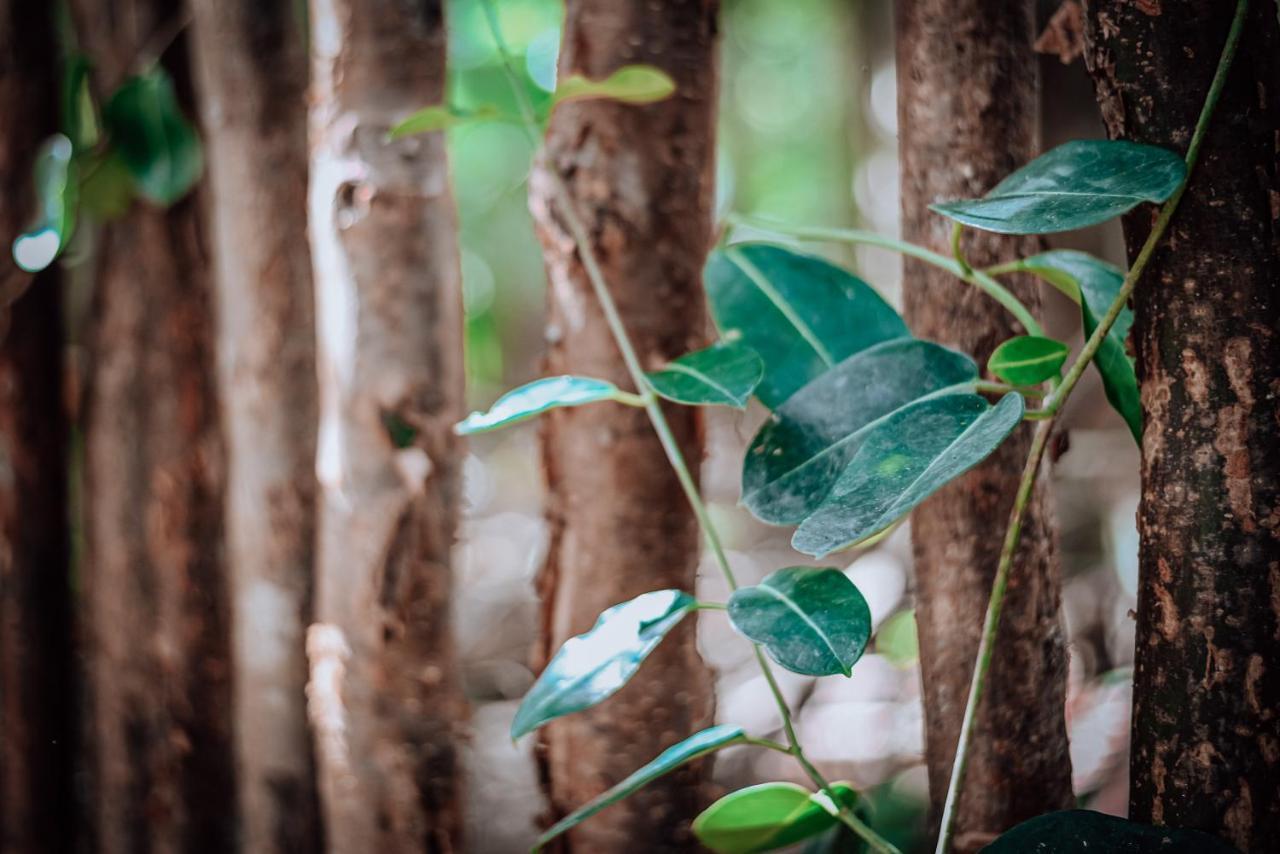 Lunita Jungle Experience Otel Puerto Morelos Dış mekan fotoğraf