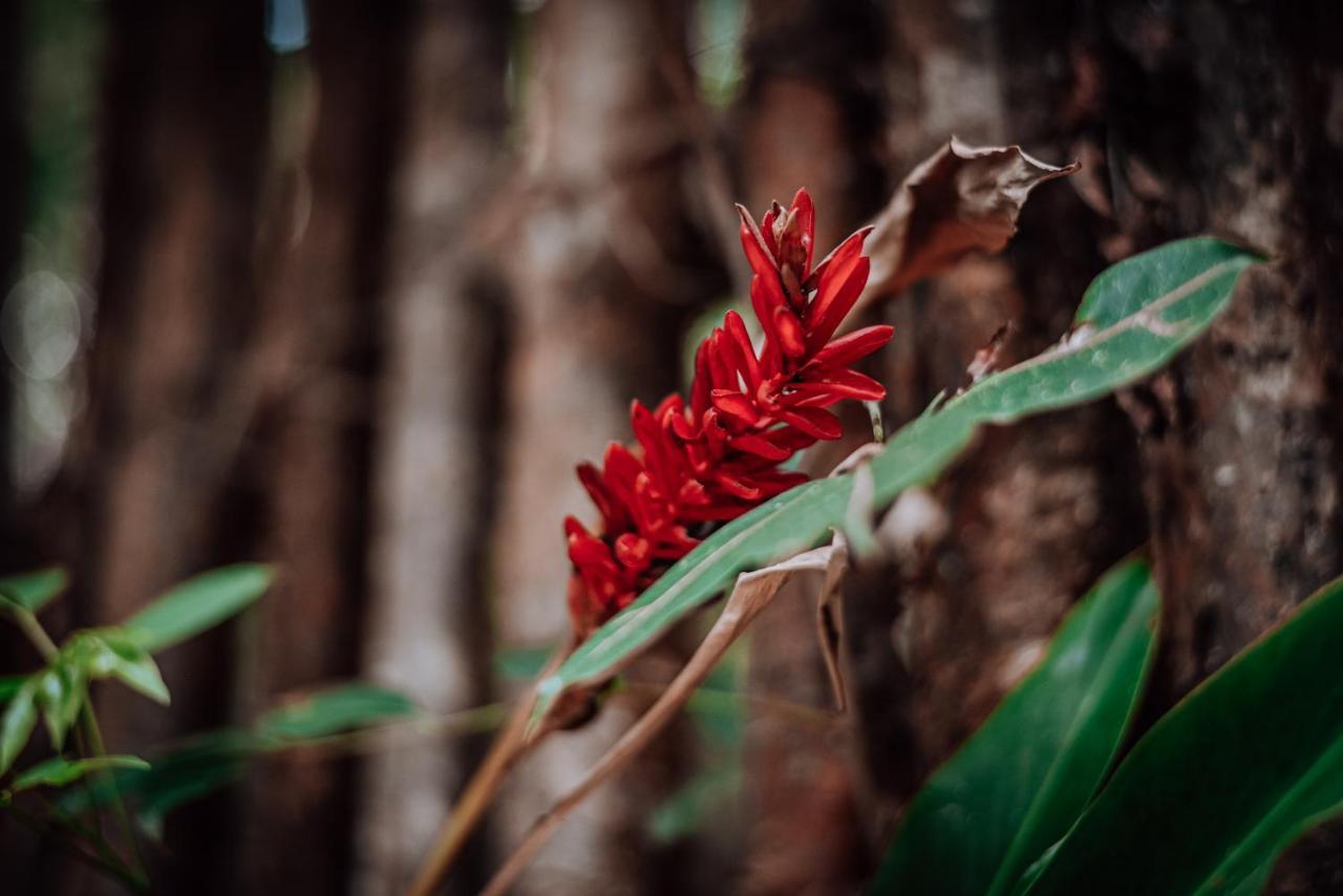 Lunita Jungle Experience Otel Puerto Morelos Dış mekan fotoğraf