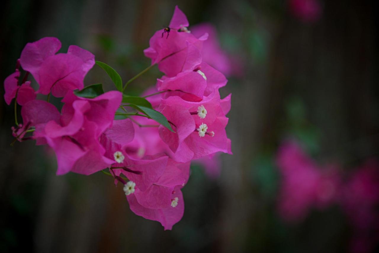 Lunita Jungle Experience Otel Puerto Morelos Dış mekan fotoğraf